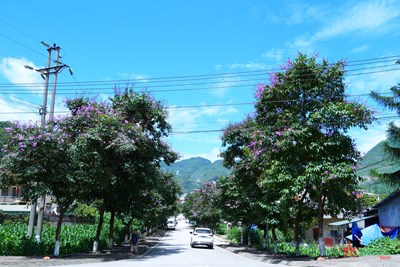 View - 	Vẻ đẹp hoa bằng lăng tím nơi rẻo cao Hà Giang